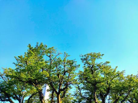 青空と新緑 青空と新緑の写真