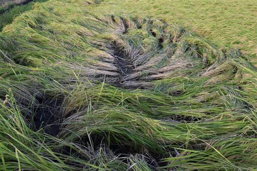 倒れた稲穂 収穫前の田園 風水害で倒れた稲穂,被害にあった稲穂,倒れた稲穂の写真素材