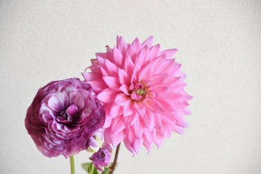 ラナンキュラスとダリア 紫,パープル,花の写真素材