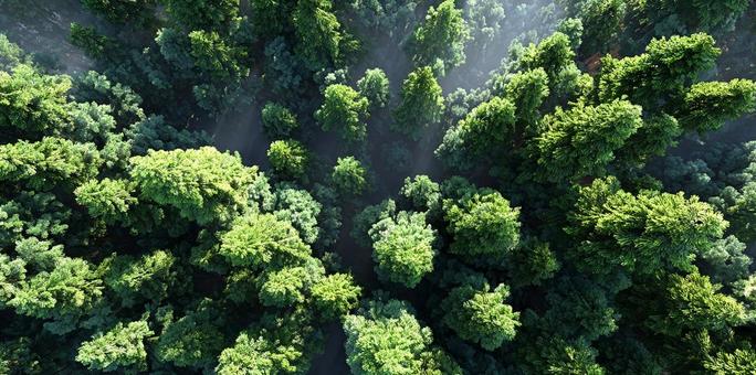 深緑の木々が織りなす風景 深緑の木々が織りなす風景の写真