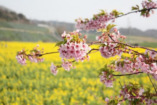 菜の花と桜の写真
