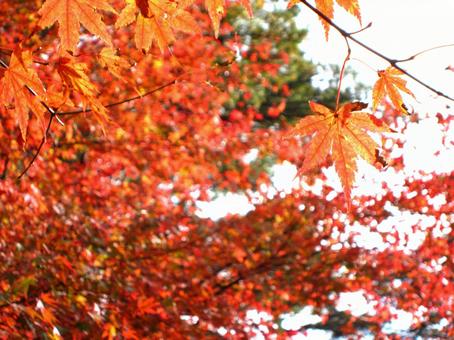 紅葉 紅葉の写真