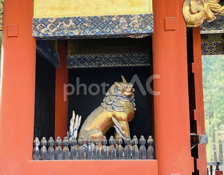 日光東照宮　表門　阿吽の狛犬 日光東照宮,世界遺産,栃木県日光市の写真素材