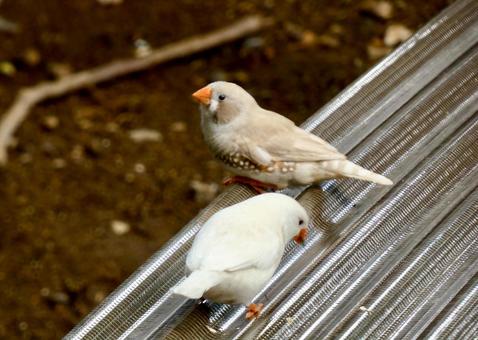 淡い色のキンカチョウ 淡い色のキンカチョウの写真
