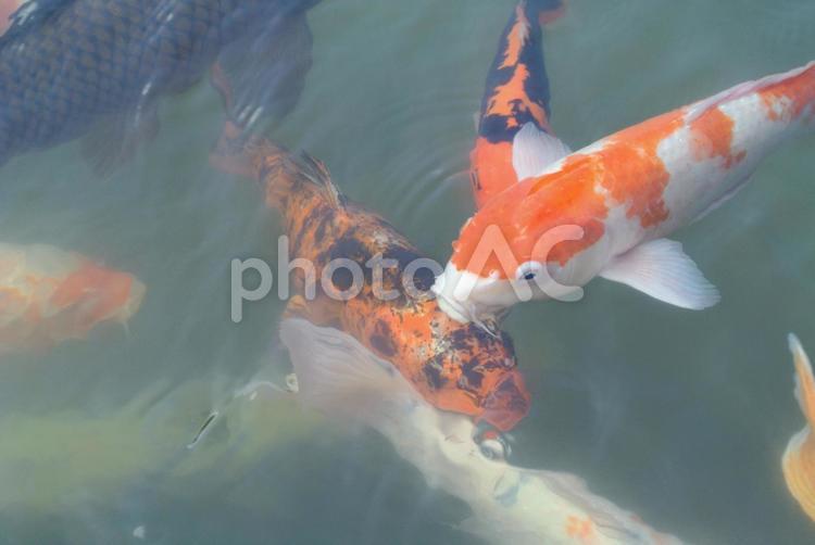 お寺の池の鯉 鯉,錦鯉,池の写真素材