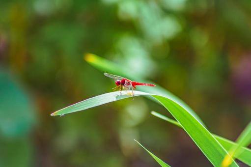 ハス池のトンボ3ー94 ハス池のトンボ3ー94の写真