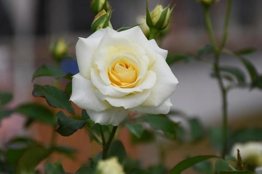 ホワイトローズ③の写真