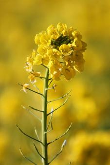 菜の花 空,背景,菜の花の写真素材