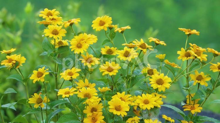 草原に咲くヒメヒワマリの風景 姫ひまわり,黄色,花の写真素材