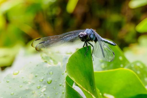 シオカラトンボ(67)の写真