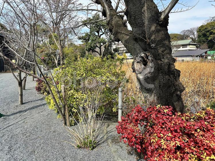 冬の上野公園　台東区　不忍池 上野恩賜公園,冬の上野公園,台東区の写真素材