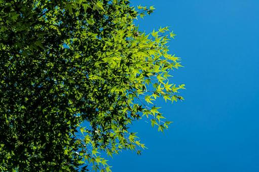 夏の新緑の紅葉 夏の新緑の紅葉 紅葉,モミジ,曇りの写真素材