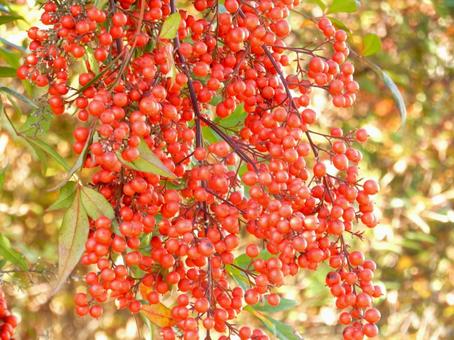 【植物写真】南天の実 南天,実,ナンテンの写真素材