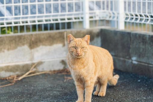 こちらをじっと見つめる茶トラ 茶トラ,地域猫,サクラネコの写真素材