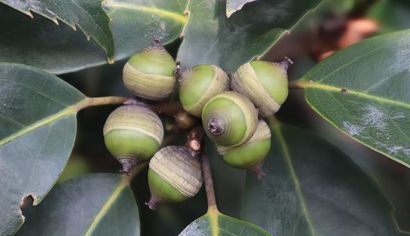 青きどんぐり どんぐり,果実,植物の写真素材