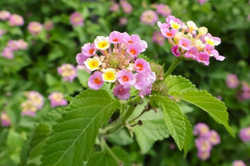 夏~秋公園に咲くランタナ(バンダナ)の花 夏~秋公園に咲くランタナ(バンダナ)の花の写真