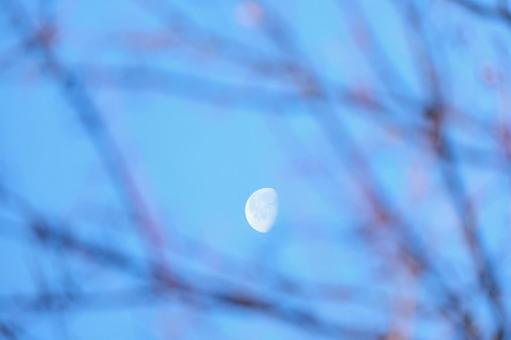 木の間から見える欠けた月 木の間から見える欠けた月 月,欠ける,星の写真素材