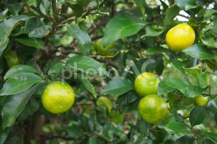 喜界島の島みかん ミカン,島みかん,果実の写真素材