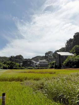 8月、稲も育ってきた郊外の田園風景 田んぼ,水田,田畑の写真素材