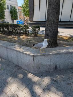 ウミネコ ウミネコの写真