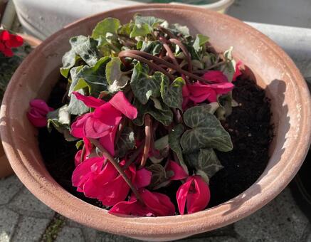 しおれたシクラメン シクラメン,しおれる,萎れるの写真素材