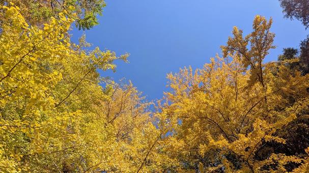 イチョウの黄葉 イチョウ,黄葉,黄色の写真素材