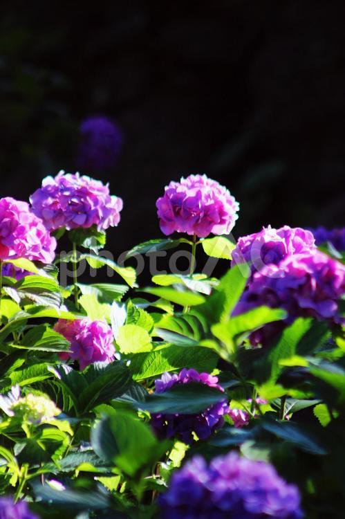 和歌山城のアジサイ あじさい,アジサイ,紫陽花の写真素材