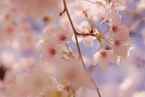 桜の花と青空 ソメイヨシノ,桜,桜の花の写真素材