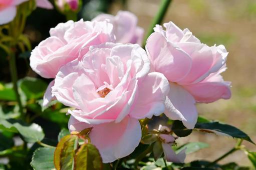 薔薇 ヘルシューレン 薔薇 ヘルシューレン 薔薇,ヘルシューレン,ピンクの写真素材
