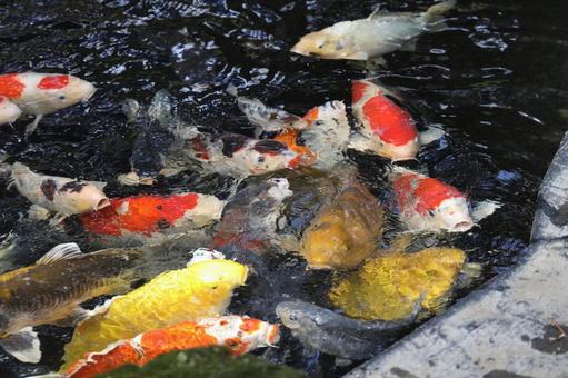 錦鯉 鯉,錦鯉,魚の写真素材