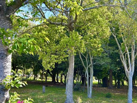 自然の風景、緑、散歩道 自然の風景、緑、散歩道 散歩道,自然の風景,自然の写真素材