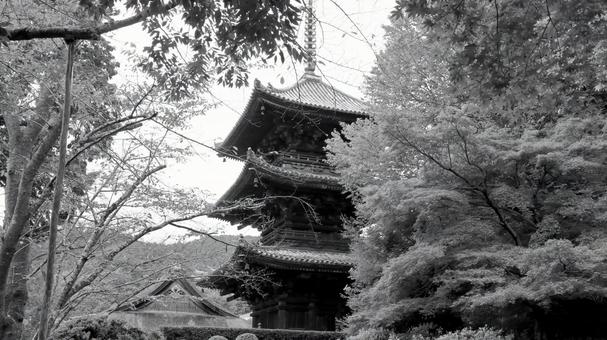 初秋の長等山園城寺(三井寺)三重塔 初秋の長等山園城寺(三井寺)三重塔 三井寺,三重塔,重要文化財の写真素材