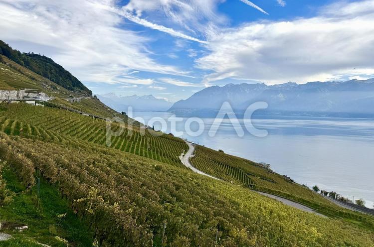 スイス・レマン湖の秋のブドウ畑 スイス,レマン湖,世界遺産の写真素材