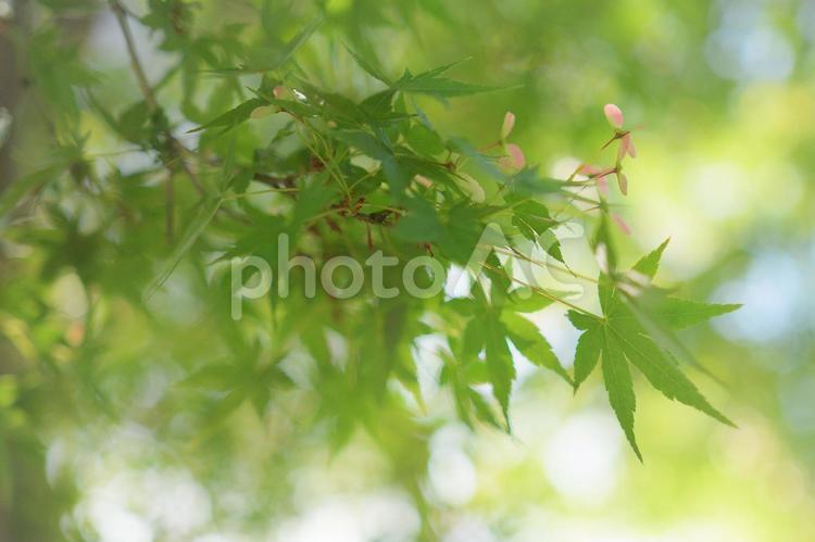 植物　カエデの花 植物,楓,カエデの写真素材