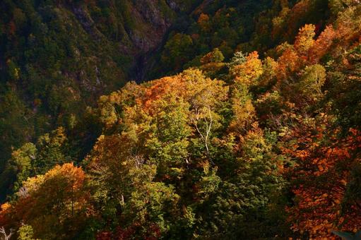 赤と黄色がきれいな紅葉 赤と黄色がきれいな紅葉 自然,日差し,秋の写真素材