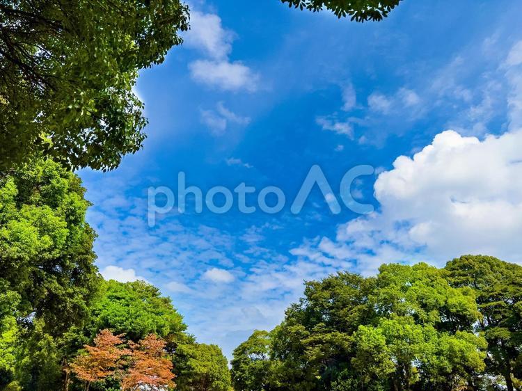 木々と秋の空 木,空,秋の写真素材