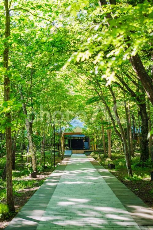 新緑の軽井沢 緑,青空,軽井沢の写真素材