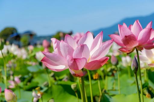 夏空の下で咲く蓮の花 夏空の下で咲く蓮の花の写真