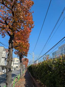 秋の散歩道 秋,紅葉,青空の写真素材