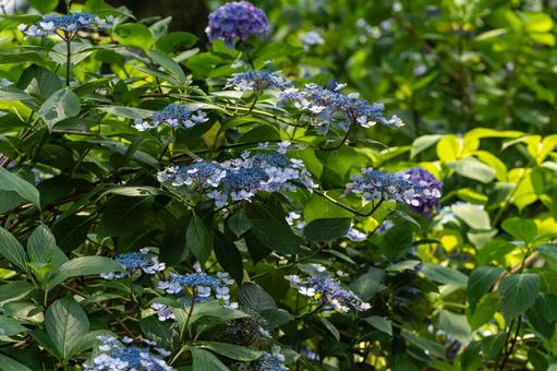 Tsumanogou Hydrangea Garden, JPG