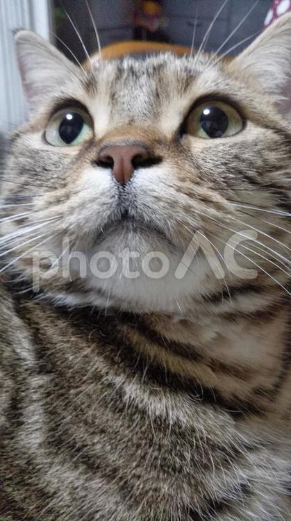 生後２年の雄猫の日常 猫,アメリカンショートヘアー,ちょいブスの写真素材