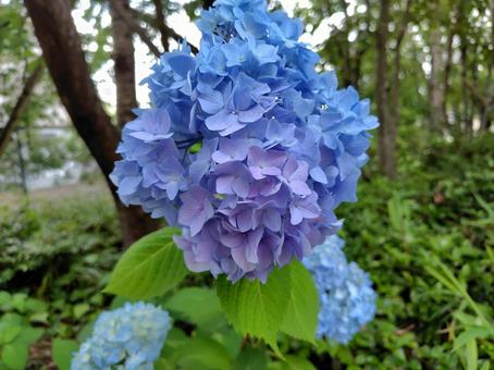 紫陽花 紫陽花 紫陽花,梅雨,花の写真素材