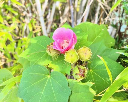 フヨウ 花,芙蓉,フヨウの写真素材