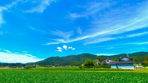 夏の田園風景(富山・南砺市):11 夏の田園風景(富山・南砺市):11 田,田園,田んぼの写真素材