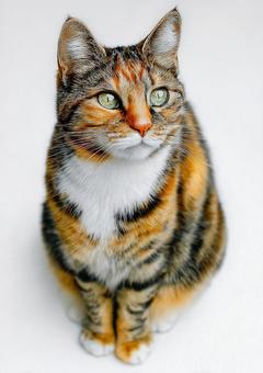 見つめる瞳、三毛猫の子猫 見つめる瞳、三毛猫の子猫の写真