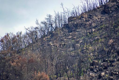 山火事のあと〜岡山市南区 山火事のあと〜岡山市南区の写真