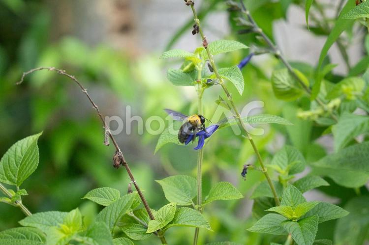 サルビアの蜜を吸うクマバチ クマバチ,蜂,花の写真素材