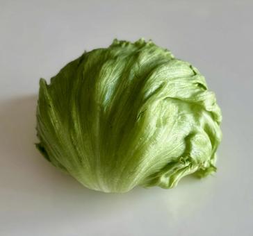 レタス レタス レタス,野菜,食材の写真素材