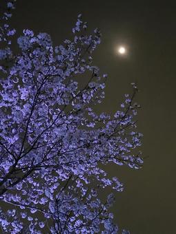 月と桜 月と桜の写真