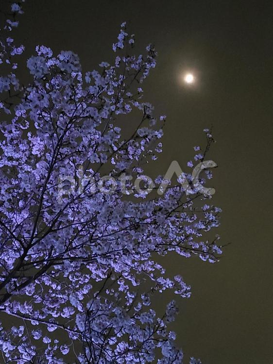 月と桜 玉川,夜桜,月灯りの写真素材